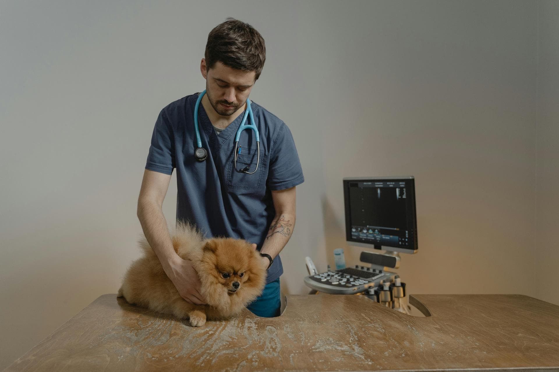 Best Vets in Duluth