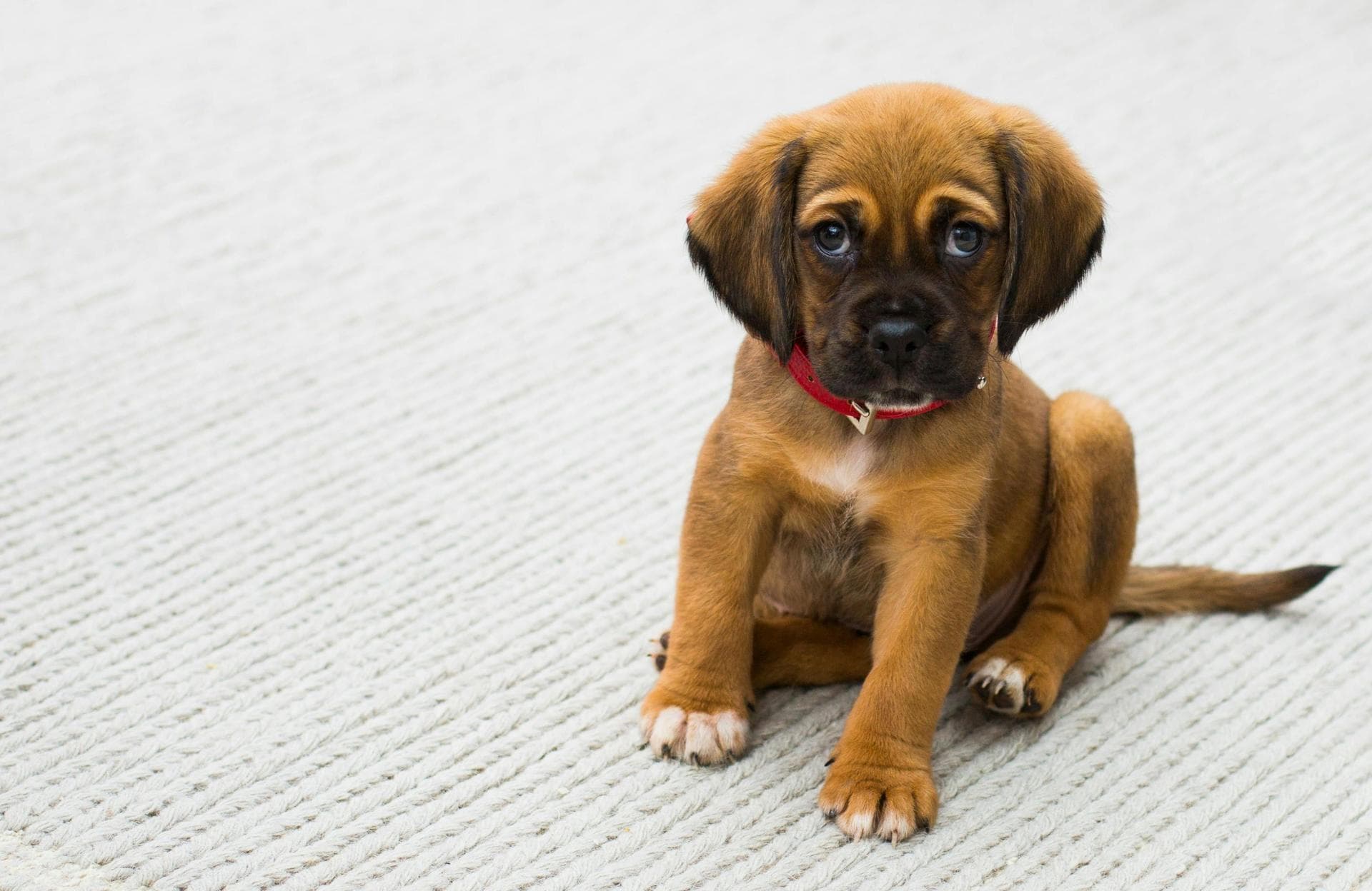 Cute brown puppy on carpet